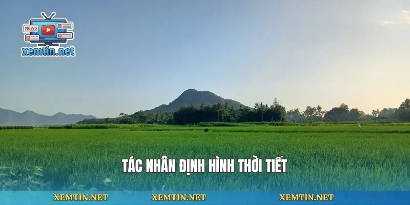 Tác nhân định hình thời tiết